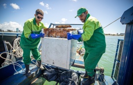 Ecoboats retiram mais de 260 toneladas de resíduos de biomas marinhos no primeiro semestre de 2025