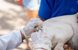 Saúde de Maceió imuniza quase 34 mil animais no segundo dia de vacinação antirrábica