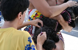 Prefeitura leva vacinação antirrábica e consultas veterinárias para 10 bairros de Maceió