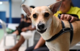 Primeiro Mutirão de Castração no HC Pet promove mais de 80 cirurgias