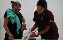 Bem Estar Animal promove mais de 60 castrações na Ponta Grossa