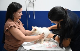 No Dia Mundial dos Animais, Prefeitura destaca avanços das políticas de bem-estar animal em Maceió