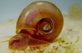 Saúde orienta sobre prevenção, diagnóstico e tratamento da Esquistossomose