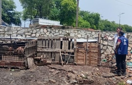 Vigilância Sanitária notifica pocilgas clandestinas no bairro da Levada