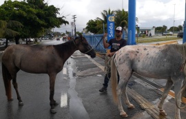 Saiba como solicitar à UVZ de Maceió a captura de animais em vias públicas