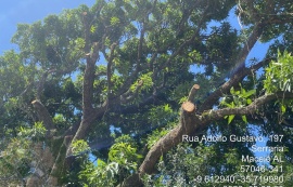 Alurb autua construtora por poda irregular de árvores em terreno na Serraria