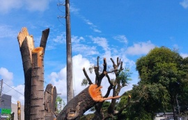Alurb autua Equatorial por poda e supressão irregular de árvores na Cambona