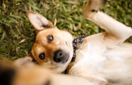 Prefeitura de Maceió realiza Feira de Adoção Animal, neste sábado (31)