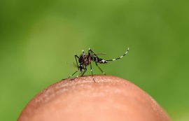 Dia Mundial do Mosquito: SMS reforça cuidados para prevenção de doenças
