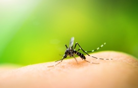 Saúde reforça importância do combate ao mosquito Aedes aegypti