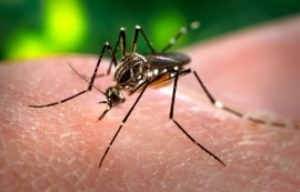 Ações estratégicas mantêm casos de dengue sob controle em Maceió