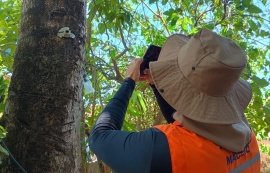 Saiba como identificar árvores com risco durante o período chuvoso
