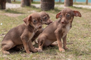 Proteção de animais é um dos trabalhos do GGI-CA. Foto: Victor Vercant