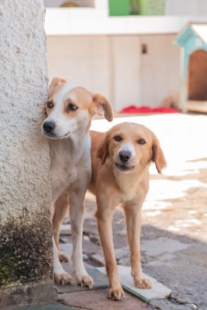 Pets precisam de atenção e cuidados de seus tutores (Foto: Victor Vercant/Ascom SMS)