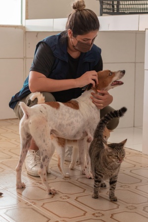 Coordenadora do GGI-CA, Marcella Soares, visitou animais da ONG Pata voluntária (Foto: Victor Vercant/Ascom SMS)