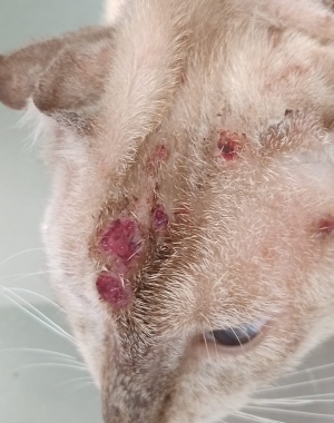 Esporotricose causa feridas nos bichanos. Foto: Arquivo UVZ