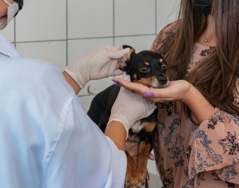 No Dia Internacional da Medicina Veterinária, CCZ reforça serviços oferecidos à população
