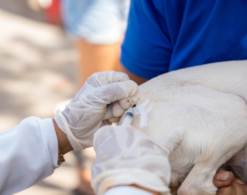 Saúde de Maceió imuniza quase 34 mil animais no segundo dia de vacinação antirrábica