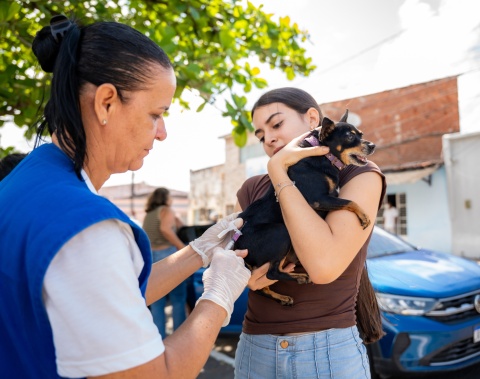 Prefeitura de Maceió vacina mais de 98 mil animais durante campanha antirrábica em 2025