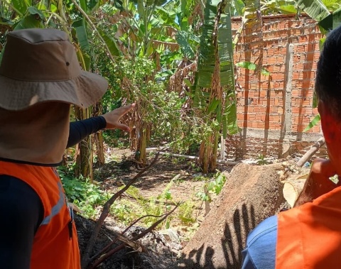 Análise técnica da Defesa Civil reforça prevenção de acidentes causados por árvores