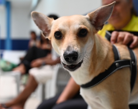 Primeiro Mutirão de Castração no HC Pet promove mais de 80 cirurgias