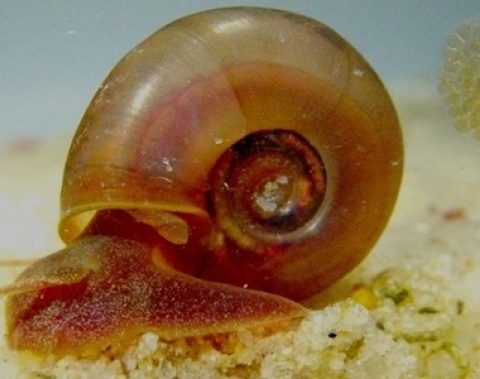 Saúde orienta sobre prevenção, diagnóstico e tratamento da Esquistossomose