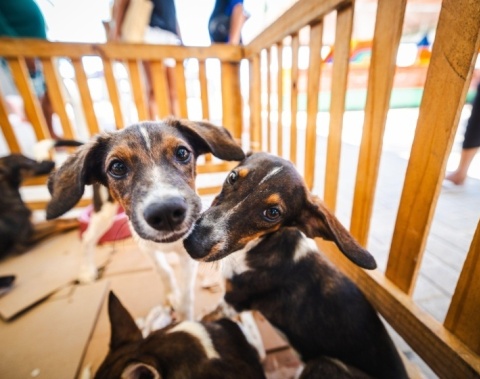Saúde orienta tutores sobre cuidados com cães e gatos durante os festejos juninos