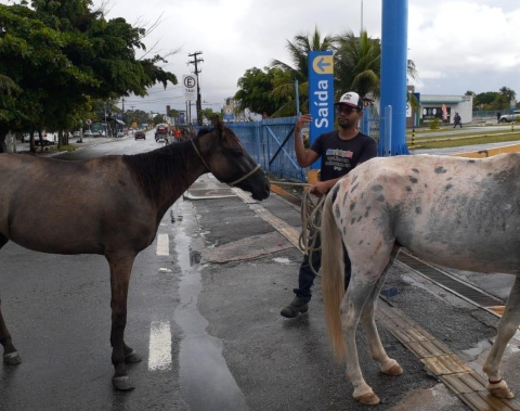Saiba como solicitar à UVZ de Maceió a captura de animais em vias públicas