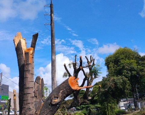 Alurb autua Equatorial por poda e supressão irregular de árvores na Cambona