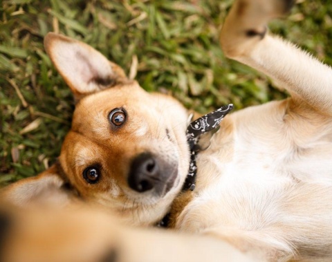 Prefeitura de Maceió realiza Feira de Adoção Animal, neste sábado (31)