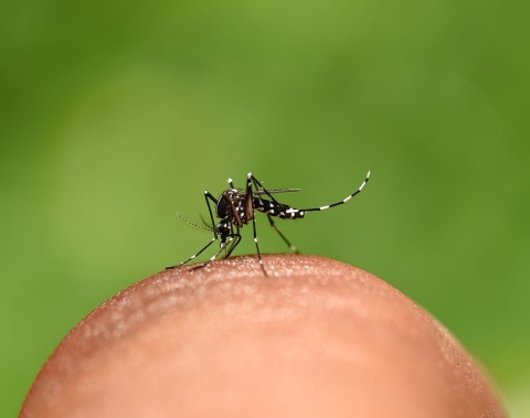 Dia Mundial do Mosquito: SMS reforça cuidados para prevenção de doenças