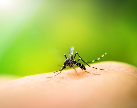 Saúde reforça importância do combate ao mosquito Aedes aegypti
