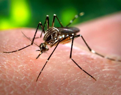 Ações estratégicas mantêm casos de dengue sob controle em Maceió