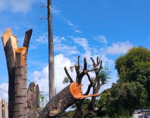 Poda e supressão de árvores sem autorização é crime ambiental, alerta Alurb