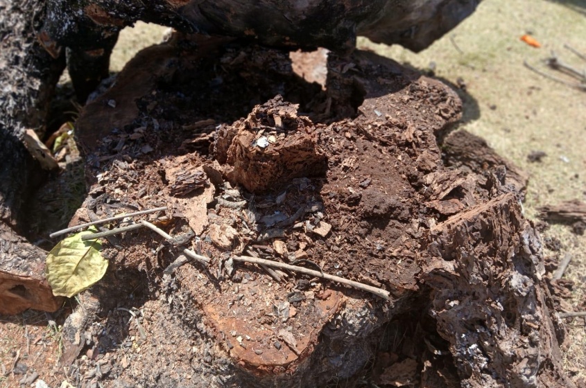 Foto: Tháchyna Lorena(estagiária)/Ascom Alurb