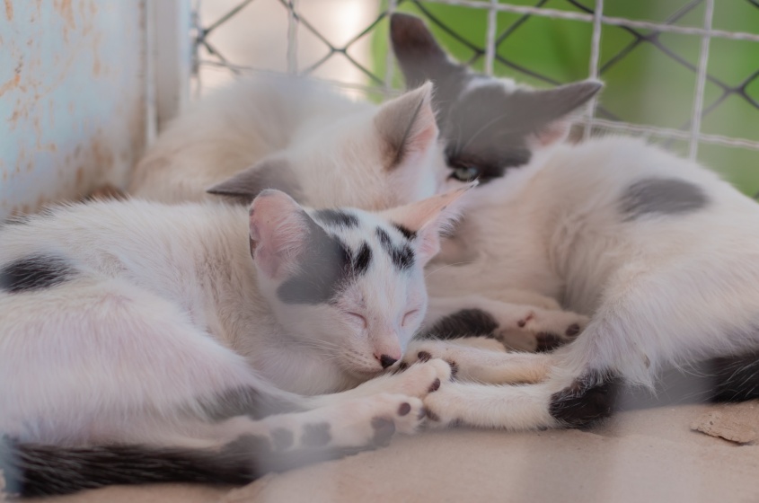 Felinos adultos e filhotes vão estar disponíveis para adoção na feira. Foto: Victor Vercant/Ascom SMS