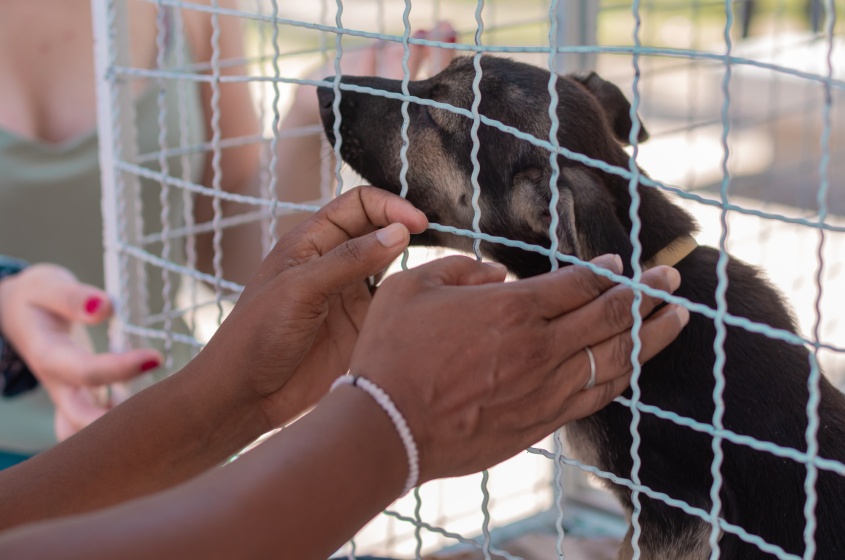 Ao adotar é dada uma chance de recomeço ao animal escolhido. Foto: Victor Vercant/Ascom SMS