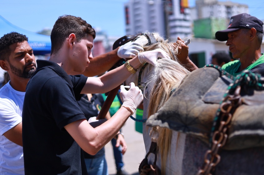 Animais receberam chip de identificação. Foto: Micael Oliveira/Ascom SMTT