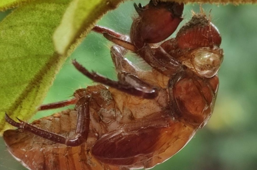 Visitantes conheceram um pouco da fauna e flora que habita na reserva. Foto: Ascom Sudes