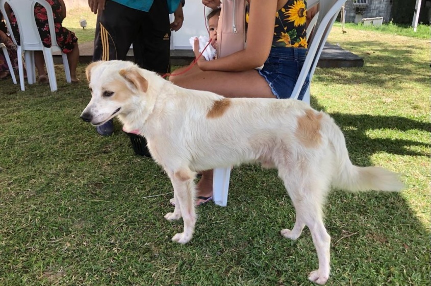 Cães e gatos foram castrados no bairro Jacarecica. Foto: Ascom GGI Causa Animal