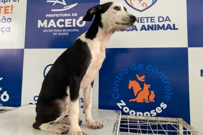 Feiras de Adoção já asseguraram mais de  150 adoções responsáveis. Foto: Ascom GGI-CA