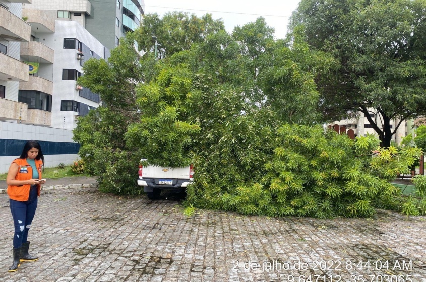Devido as fortes chuvas e ventos, árvore sucumbiu. Foto: Ascom Sudes