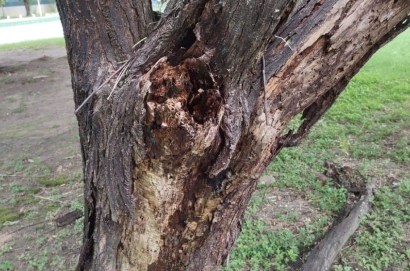 Árvores que possuem pragas ou doenças são suprimidas para evitar quedas. Foto: Ascom Sudes