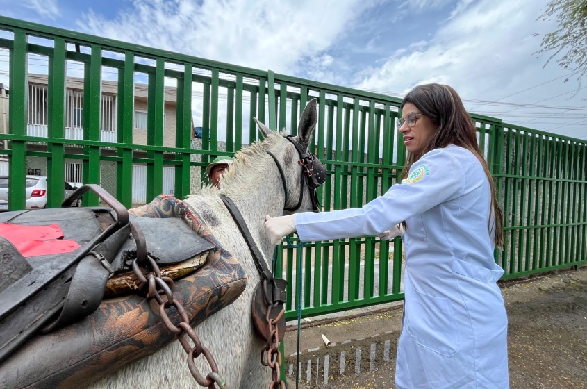 Animais são beneficiados com vermifugação. Foto: Ascom Alurb