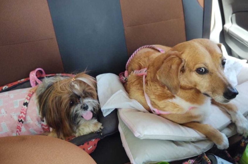 Shanti e Aysha são animais de estimação da assessora contábil Cleane Carlos. Foto: cortesia