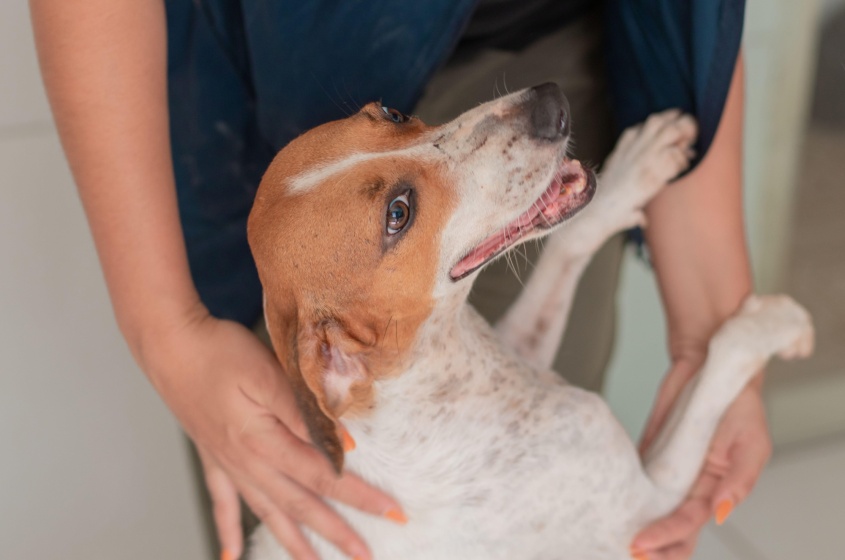 Todos os animais que participam das edições da Feira de Adoção estão completamente saudáveis. Foto: Victor Vercant/Ascom SMS