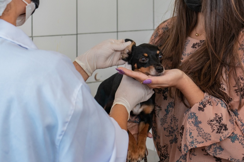 Atendimento clínico, aplicação de vacina antirrábica e testes de leishmaniose e esporotricose são alguns serviços realizados pela UVZ. Foto: Victor Vercant/Ascom SMS