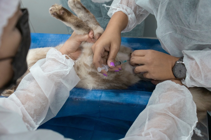 Antes da castração, animais fazem exames e são avaliados pelo médico veterinário. Foto: Victor Vercant/Ascom SMS