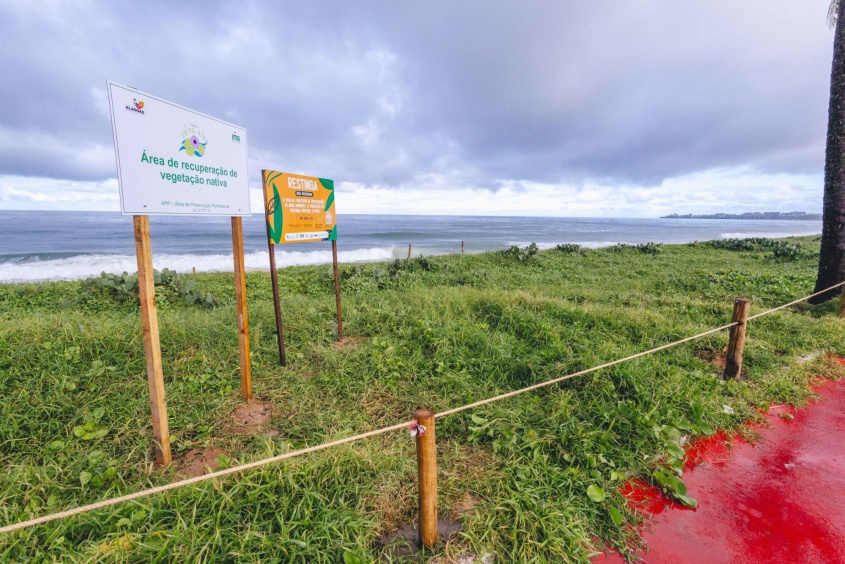 Objetivo é preservar a restinga na faixa de areia da Praia de Jacarecica. Foto: cortesia Ascom OAB/AL