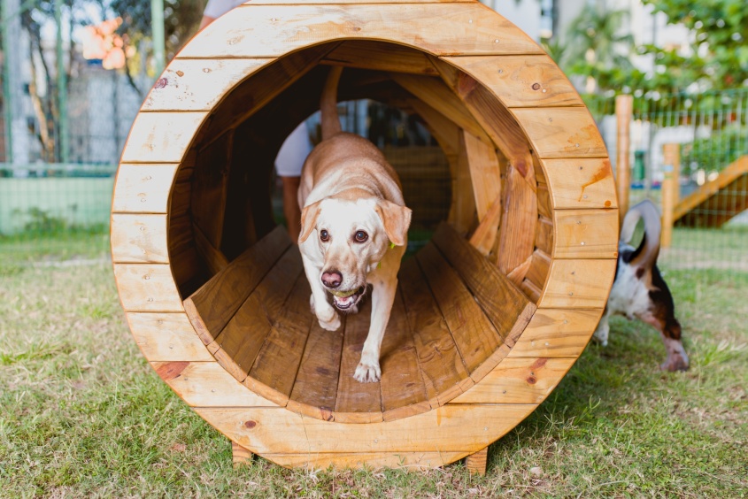 O espaço conta com divisões para separar cães de pequeno, médio e grande porte. Foto: Gabriel Moreira / Secom Maceió